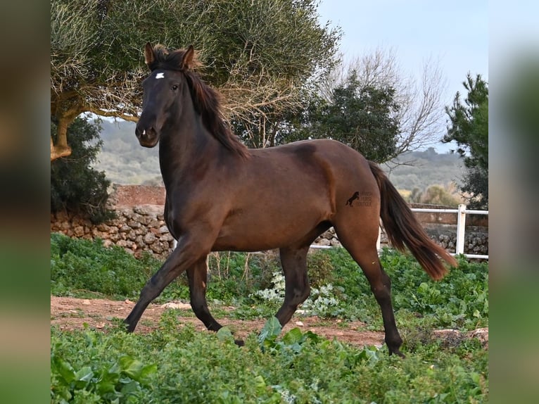 Andalou Jument 3 Ans 158 cm Noir in Menorca