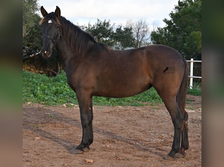 Andalou Jument 3 Ans 158 cm Noir in Menorca