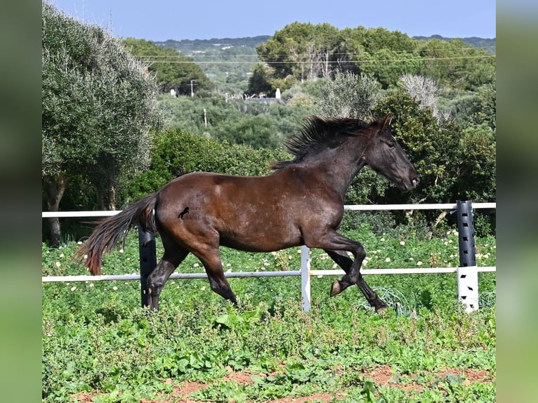 Andalou Jument 3 Ans 158 cm Noir in Menorca