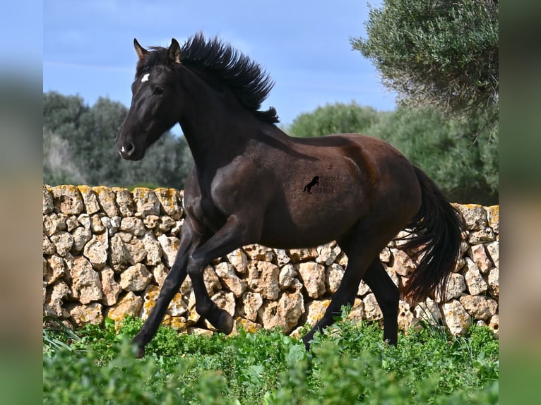 Andalou Jument 3 Ans 158 cm Noir in Menorca