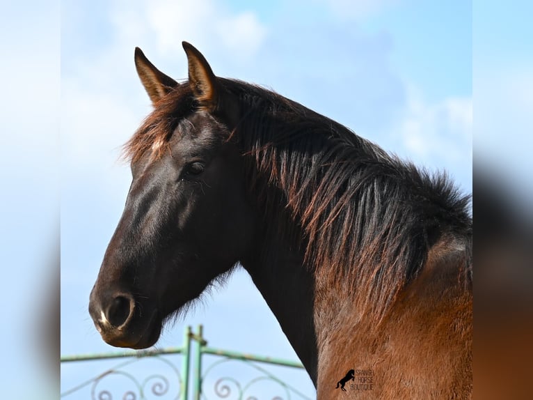 Andalou Jument 3 Ans 158 cm Noir in Menorca