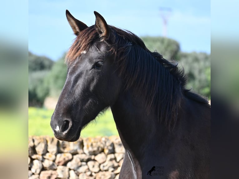 Andalou Jument 3 Ans 158 cm Noir in Menorca