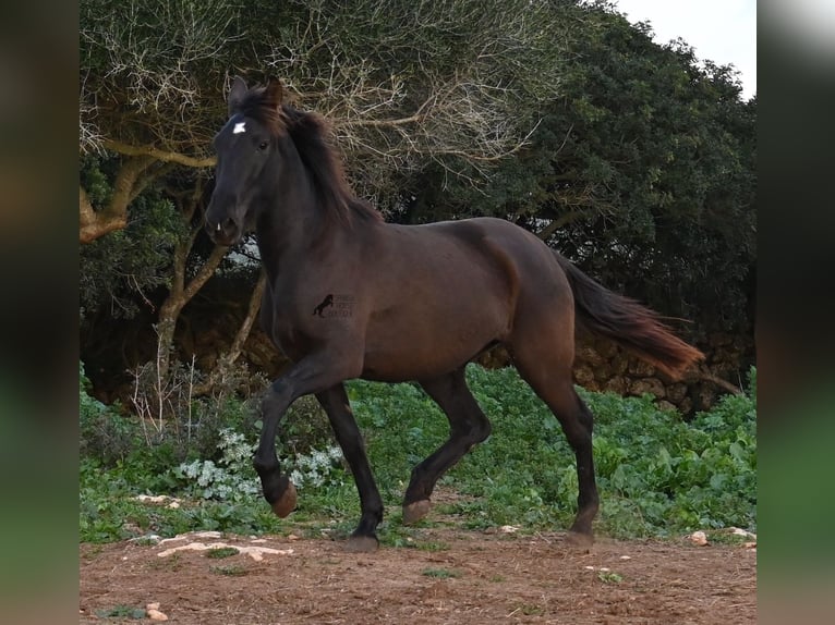 Andalou Jument 3 Ans 158 cm Noir in Menorca