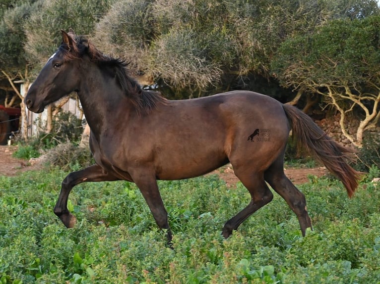 Andalou Jument 3 Ans 158 cm Noir in Menorca