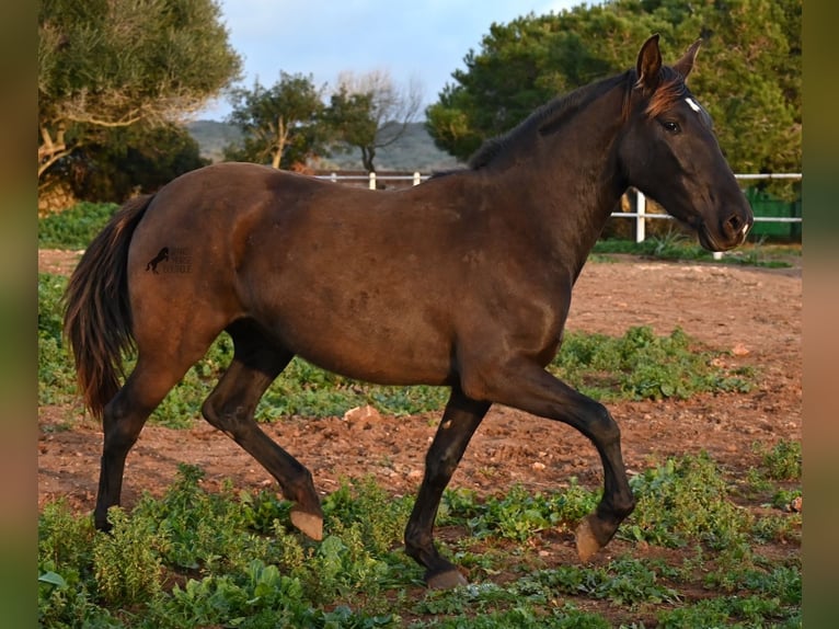 Andalou Jument 3 Ans 158 cm Noir in Menorca