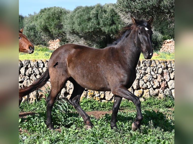 Andalou Jument 3 Ans 158 cm Noir in Menorca