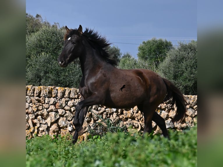 Andalou Jument 3 Ans 158 cm Noir in Menorca