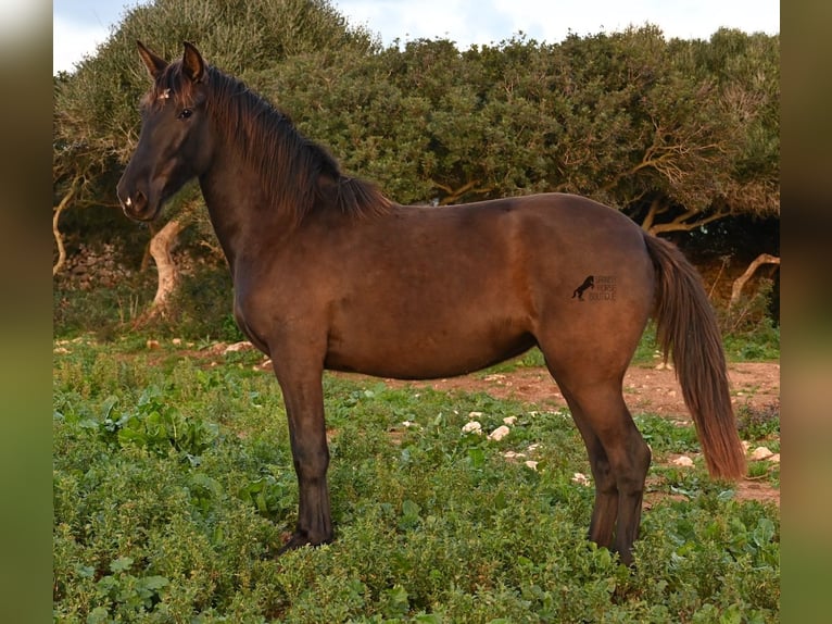 Andalou Jument 3 Ans 158 cm Noir in Menorca