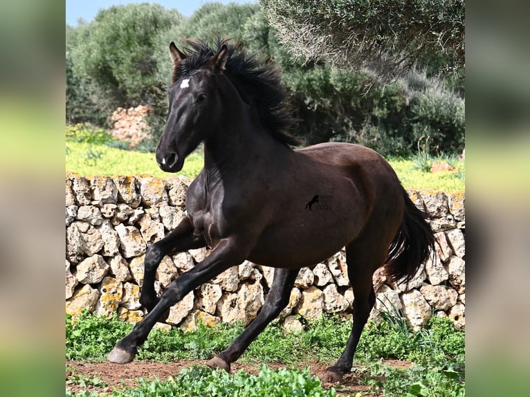 Andalou Jument 3 Ans 158 cm Noir in Menorca