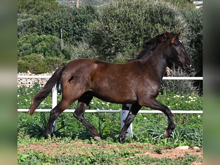 Andalou Jument 3 Ans 158 cm Noir in Menorca