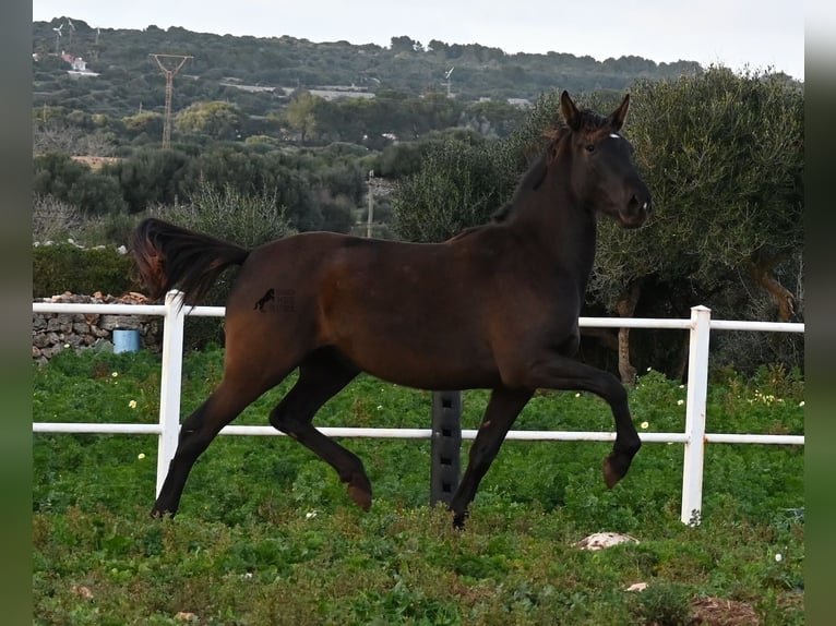 Andalou Jument 3 Ans 158 cm Noir in Menorca