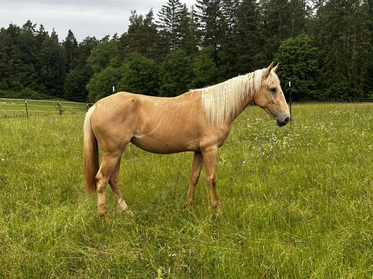 Andalou Croisé Jument 3 Ans 158 cm Palomino in Gößweinstein