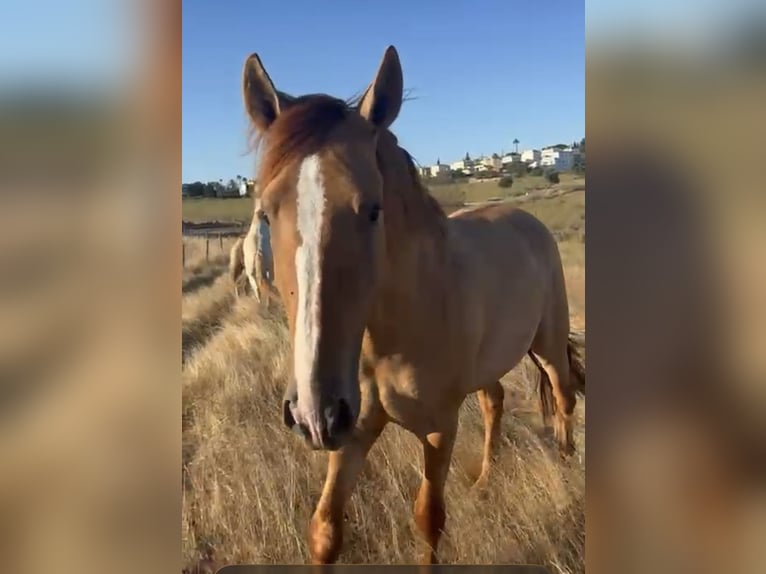 Andalou Croisé Jument 3 Ans 158 cm Palomino in Gößweinstein