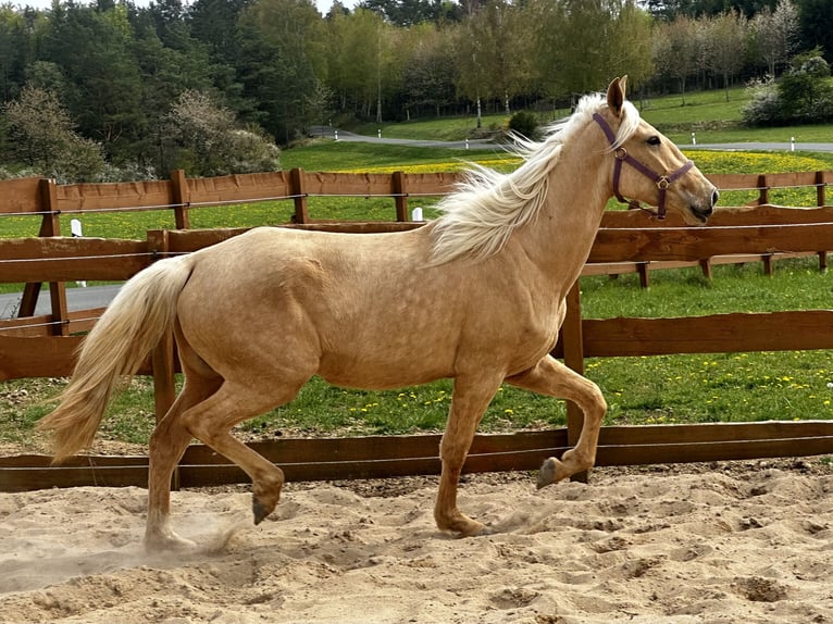 Andalou Croisé Jument 3 Ans 158 cm Palomino in Gößweinstein