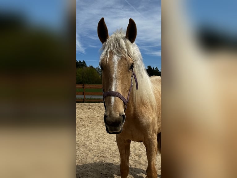 Andalou Croisé Jument 3 Ans 158 cm Palomino in Gößweinstein