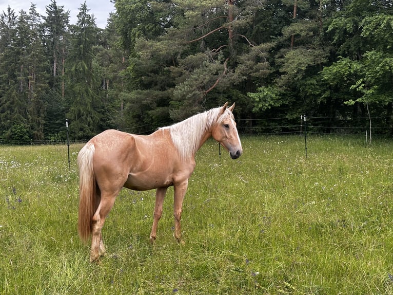 Andalou Croisé Jument 3 Ans 158 cm Palomino in Gößweinstein
