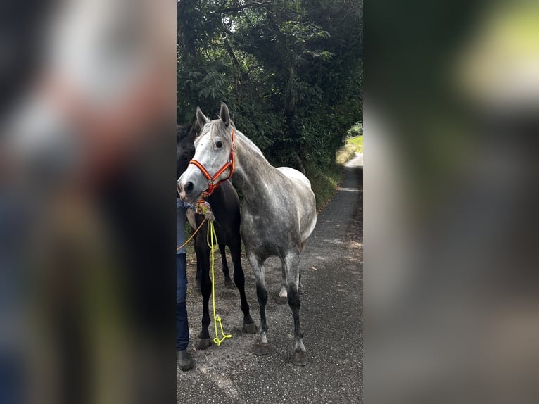 Andalou Jument 3 Ans 160 cm Gris in Sierra, La (Candas - Carreño)