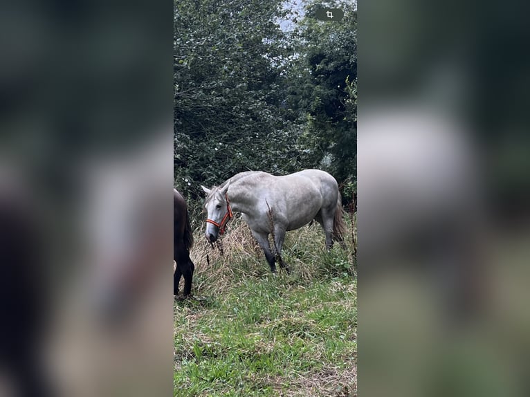 Andalou Jument 3 Ans 160 cm Gris in Sierra, La (Candas - Carreño)