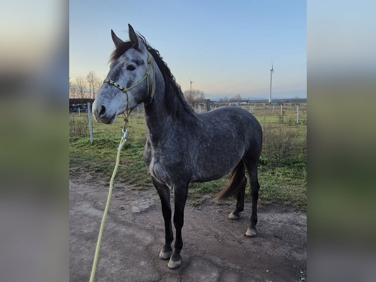 Andalou Jument 3 Ans 160 cm Rouan bleu in Herxheim bei Landau/Pfalz