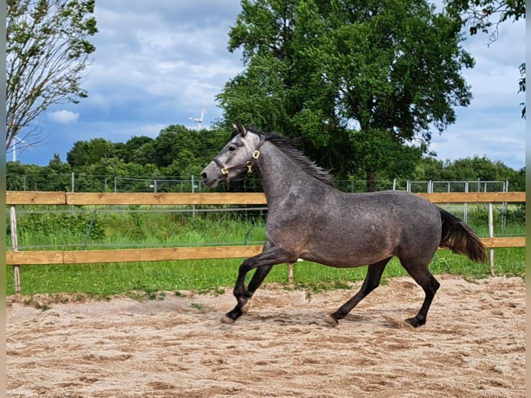 Andalou Jument 3 Ans 160 cm Rouan bleu in Herxheim bei Landau/Pfalz