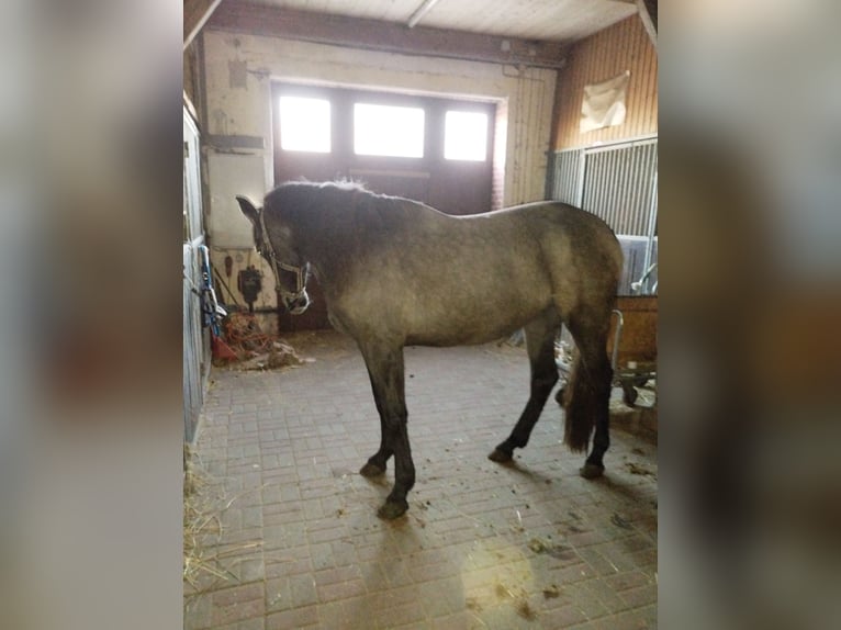 Andalou Jument 3 Ans 162 cm Buckskin in Drochtersen