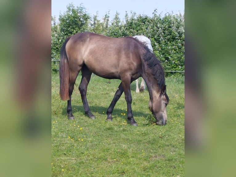 Andalou Jument 3 Ans 162 cm Buckskin in Drochtersen