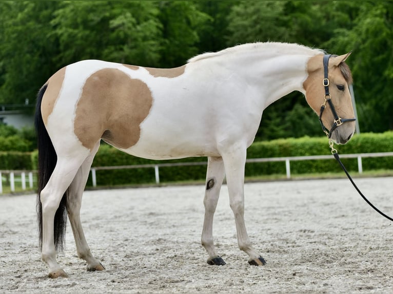 Andalou Jument 3 Ans 163 cm Pinto in Neustadt (Wied)