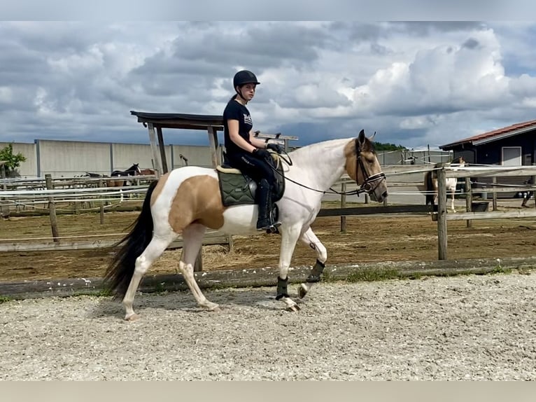 Andalou Jument 3 Ans 163 cm Pinto in Neustadt (Wied)