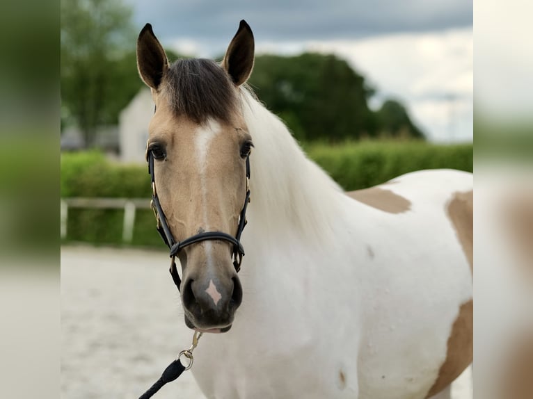 Andalou Jument 3 Ans 163 cm Pinto in Neustadt (Wied)