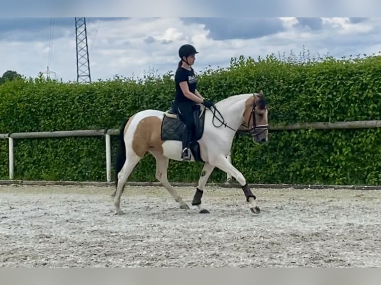 Andalou Jument 3 Ans 163 cm Pinto in Neustadt (Wied)