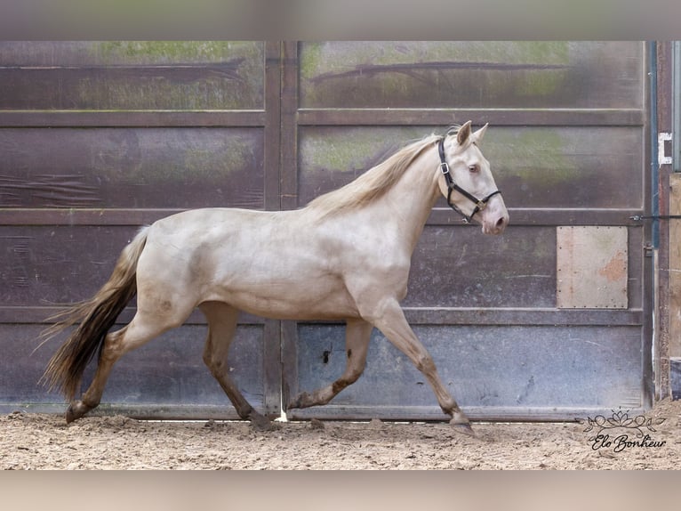 Andalou Jument 3 Ans 164 cm Cremello in Huy