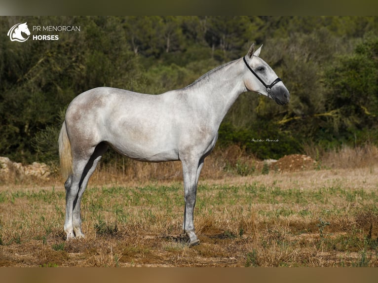 Andalou Jument 3 Ans 164 cm Gris in Menorca