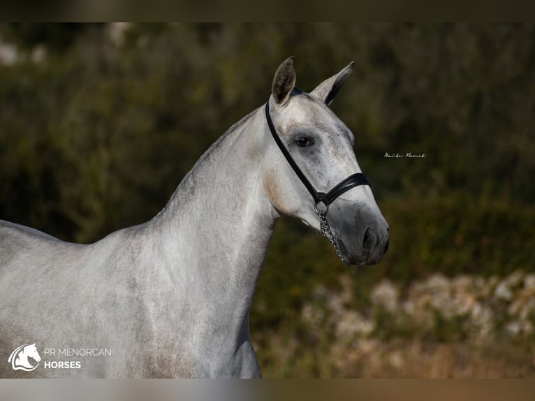 Andalou Jument 3 Ans 164 cm Gris in Menorca