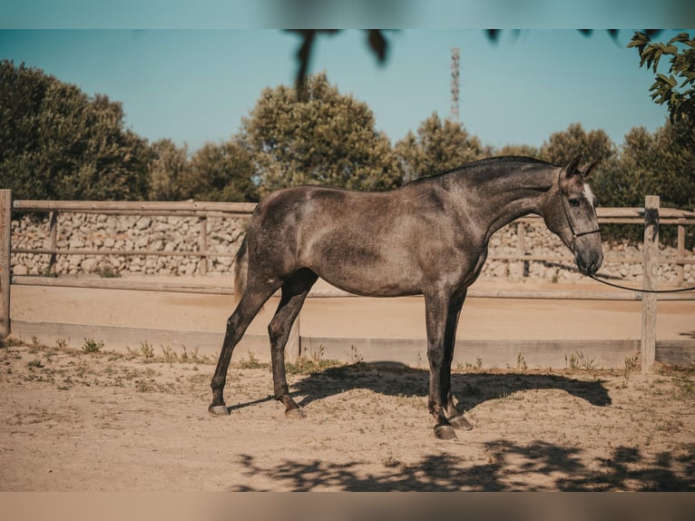 Andalou Jument 3 Ans 164 cm Gris in Menorca