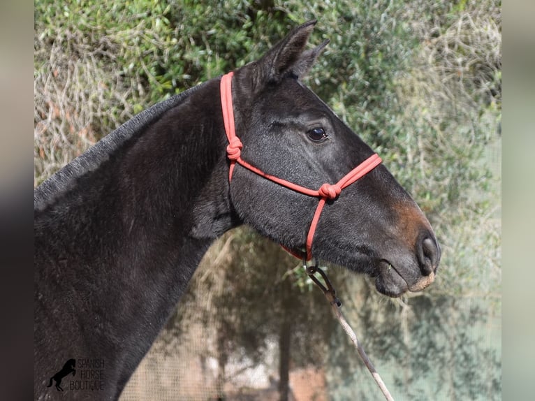 Andalou Jument 3 Ans 165 cm Gris in Menorca