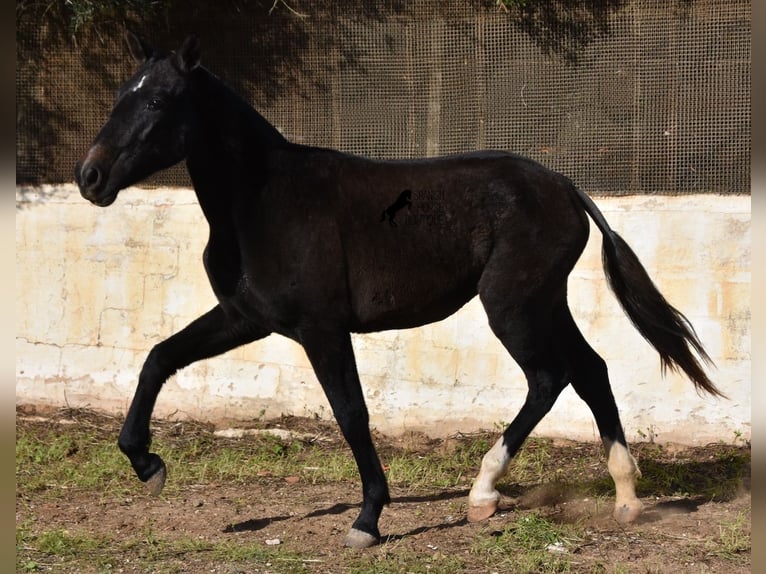 Andalou Jument 3 Ans 165 cm Gris in Menorca