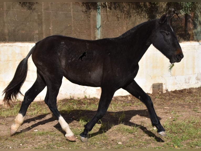 Andalou Jument 3 Ans 165 cm Gris in Menorca