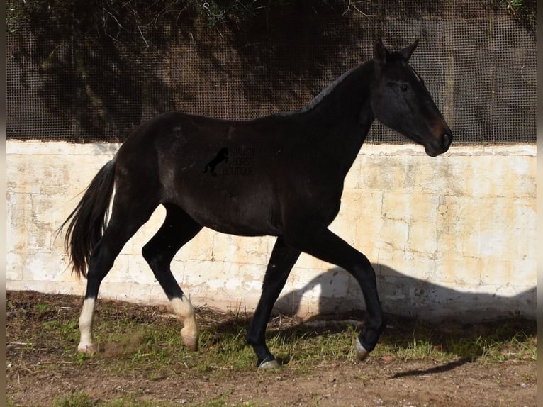 Andalou Jument 3 Ans 165 cm Gris in Menorca