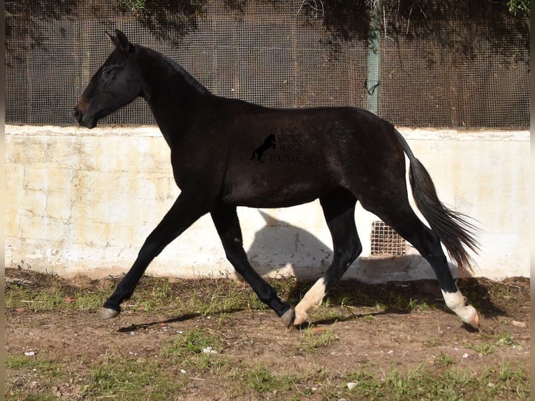 Andalou Jument 3 Ans 165 cm Gris in Menorca