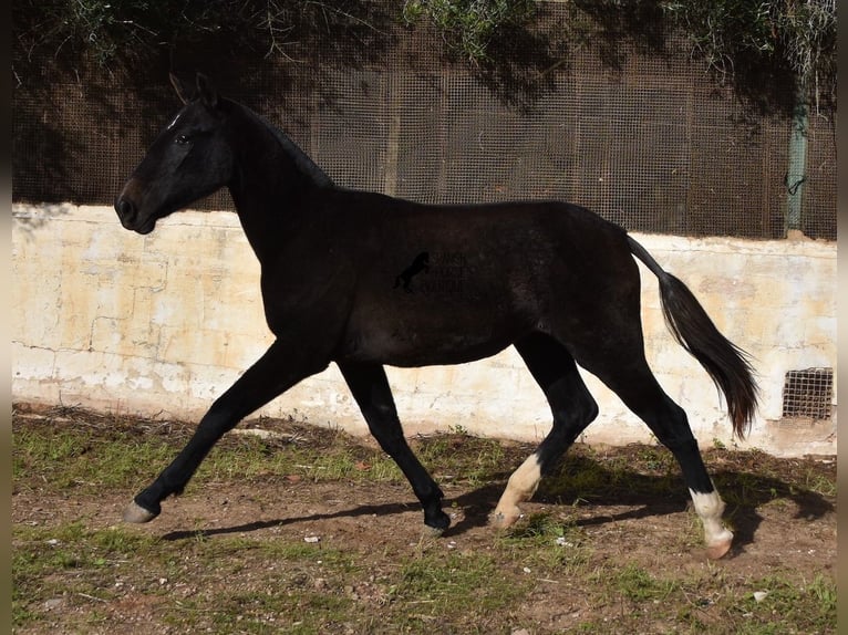 Andalou Jument 3 Ans 165 cm Gris in Menorca