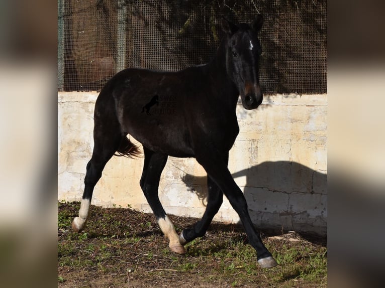 Andalou Jument 3 Ans 165 cm Gris in Menorca