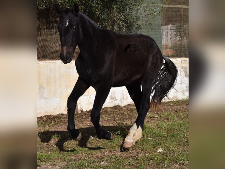 Andalou Jument 3 Ans 165 cm Gris in Menorca