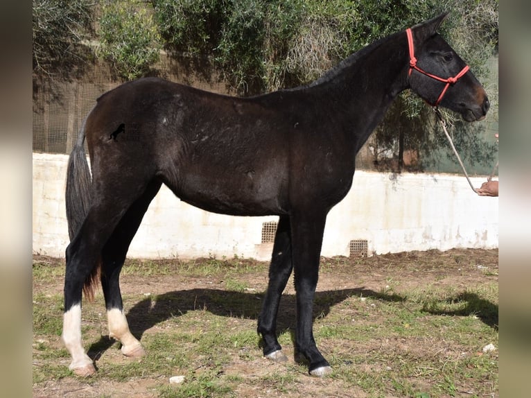 Andalou Jument 3 Ans 165 cm Gris in Menorca