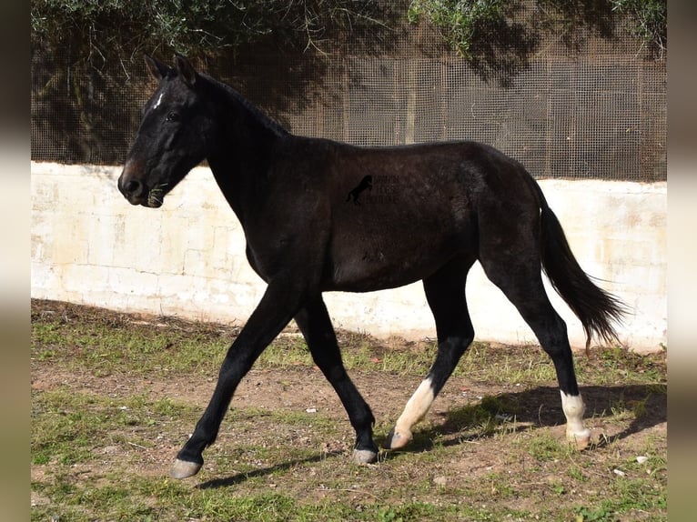 Andalou Jument 3 Ans 165 cm Gris in Menorca