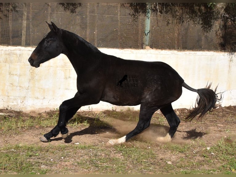 Andalou Jument 3 Ans 165 cm Gris in Menorca