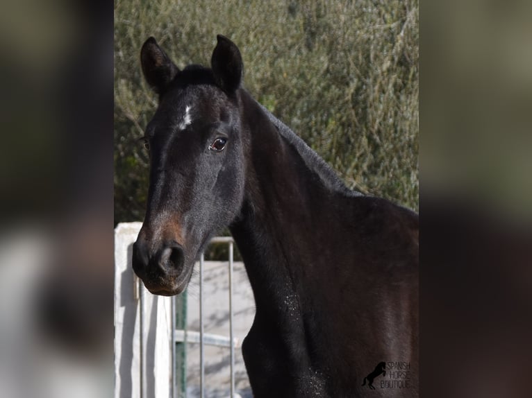 Andalou Jument 3 Ans 165 cm Gris in Menorca