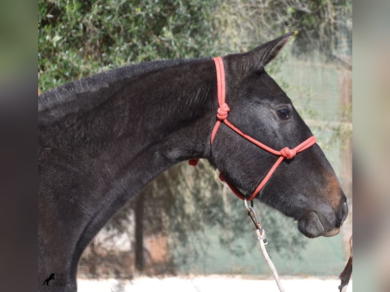 Andalou Jument 3 Ans 165 cm Gris in Menorca