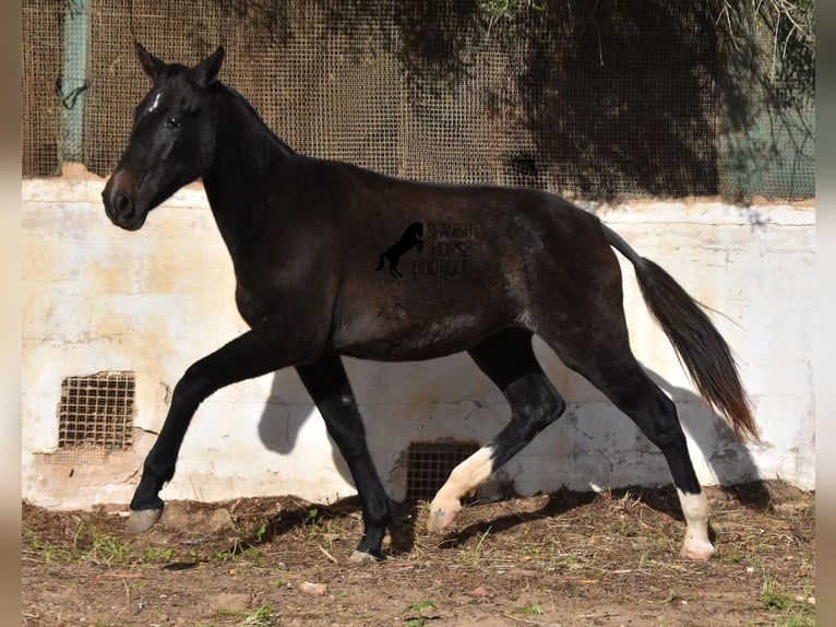 Andalou Jument 3 Ans 165 cm Gris in Menorca