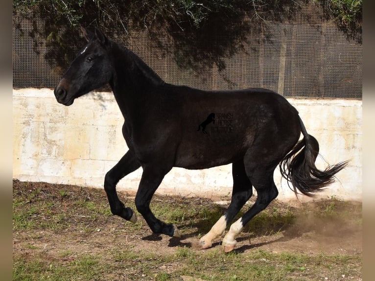 Andalou Jument 3 Ans 165 cm Gris in Menorca