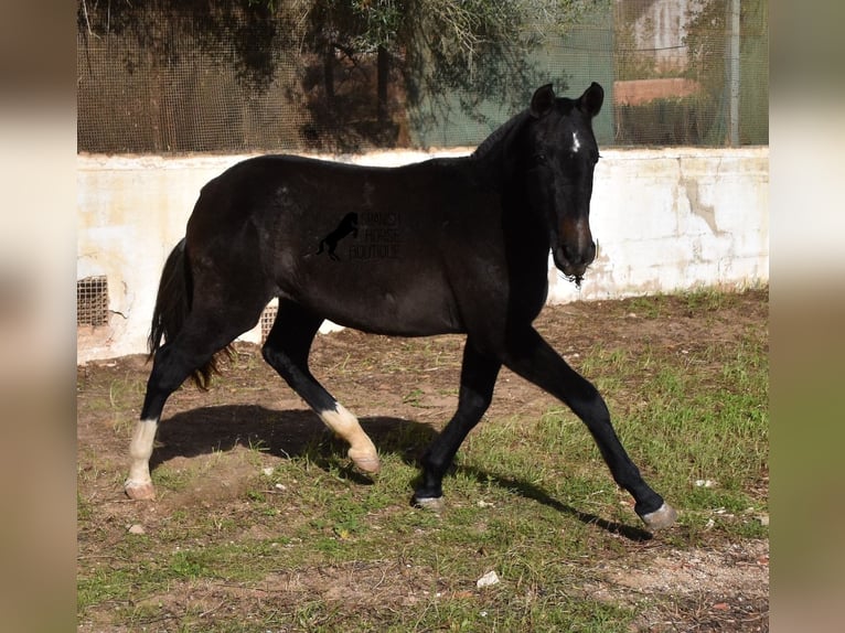 Andalou Jument 3 Ans 165 cm Gris in Menorca